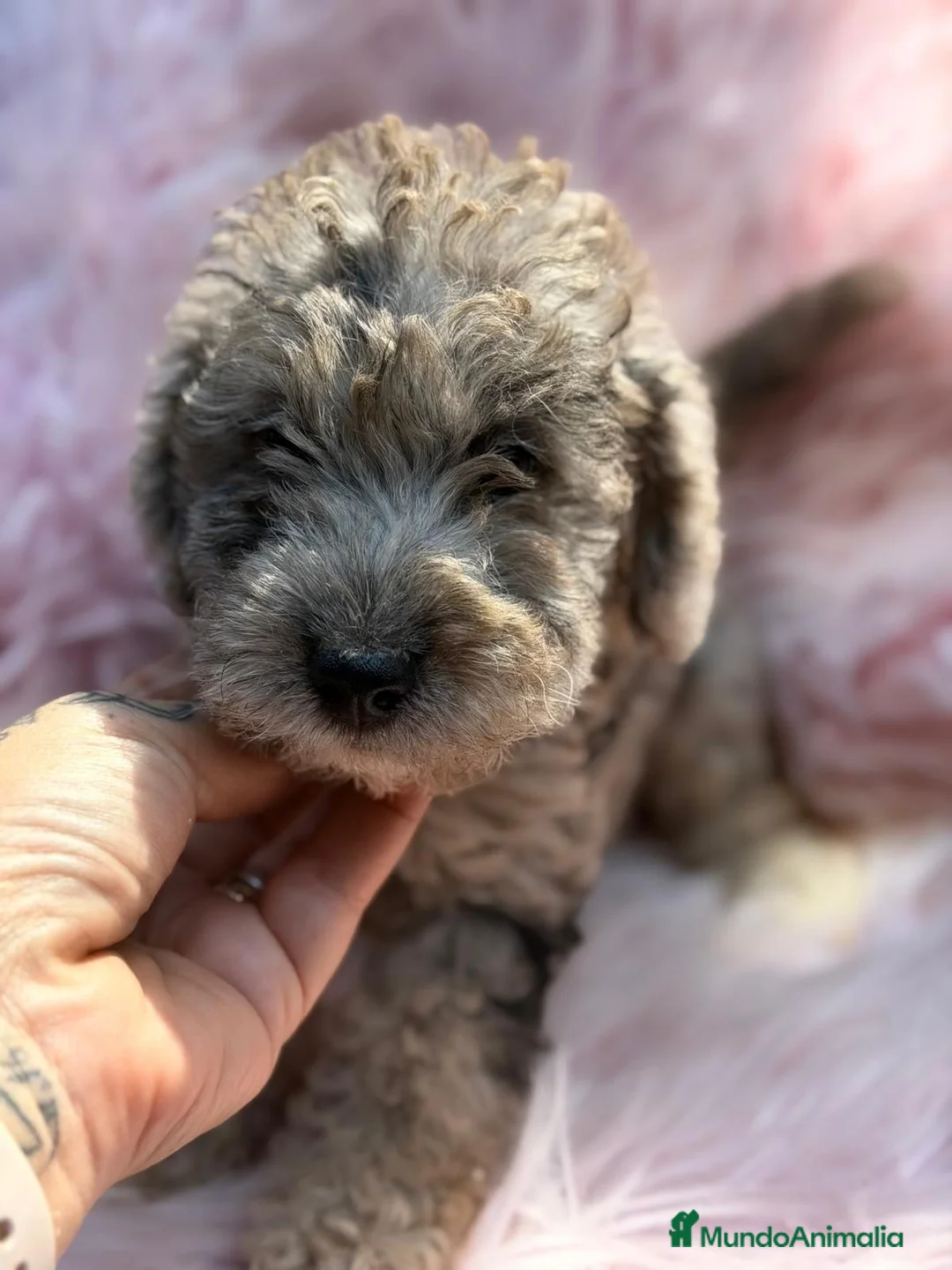 Raza Mixta perros en venta: FOODLE CANICHE Y FOX TERRIER - Anuncio 1