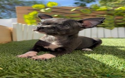 Chihuahua perros en venta: CHIHUAHUA HEMBRA - Imagen 12