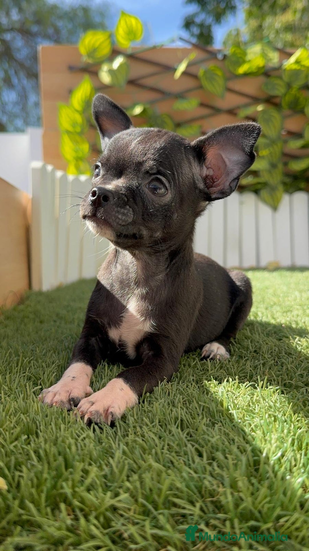 Chihuahua perros en venta: CHIHUAHUA HEMBRA - Imagen 12