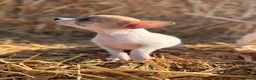Chihuahua perros en venta: Disponible Chihuahuas de calidad  - Anuncio 12