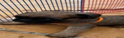 Petit Brabançon perros en venta: Petit Brabançon  - Anuncio 12