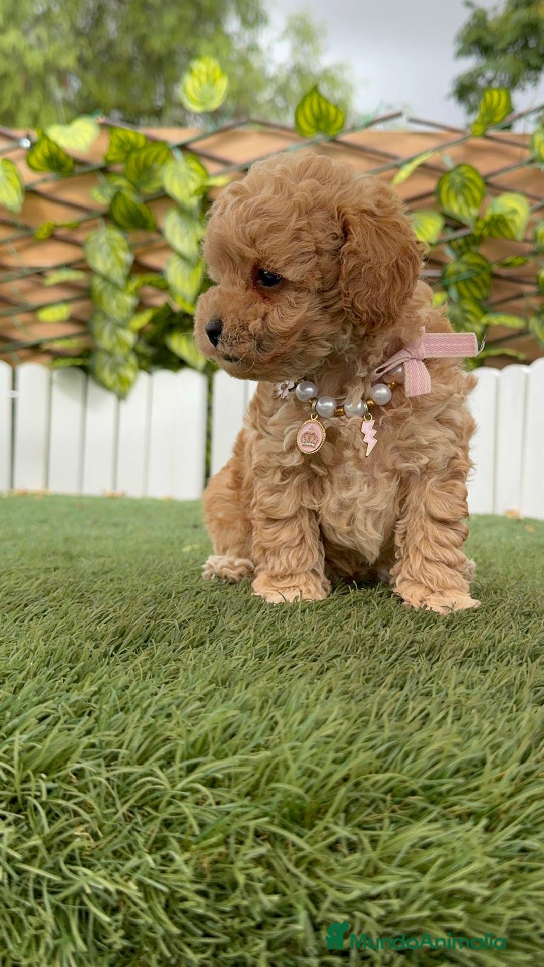 Caniche Toy perros en venta: CANICHE TOY HEMBRA - Imagen 17