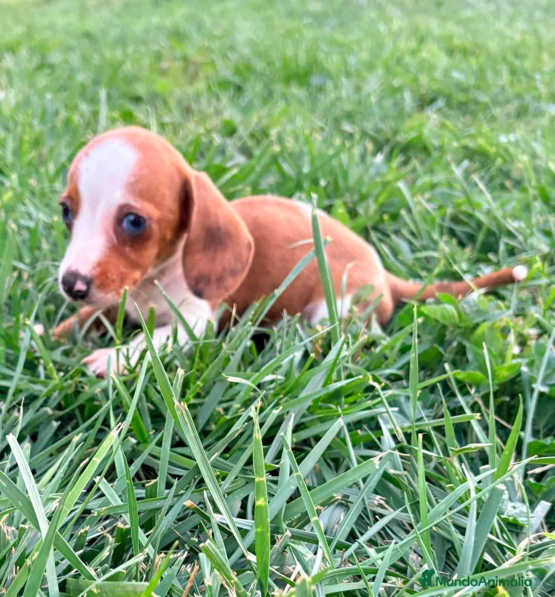 Teckel Miniatura perros en venta: Teckel kaninchen  - Anuncio 2