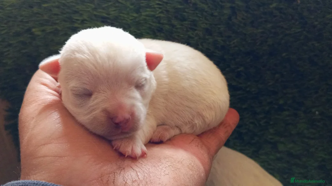 Chihuahua perros en venta: Chihuhua macho - Anuncio 3