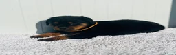 Rottweiler perros en venta:  Rottweiler  en Sevilla - Anuncio 8