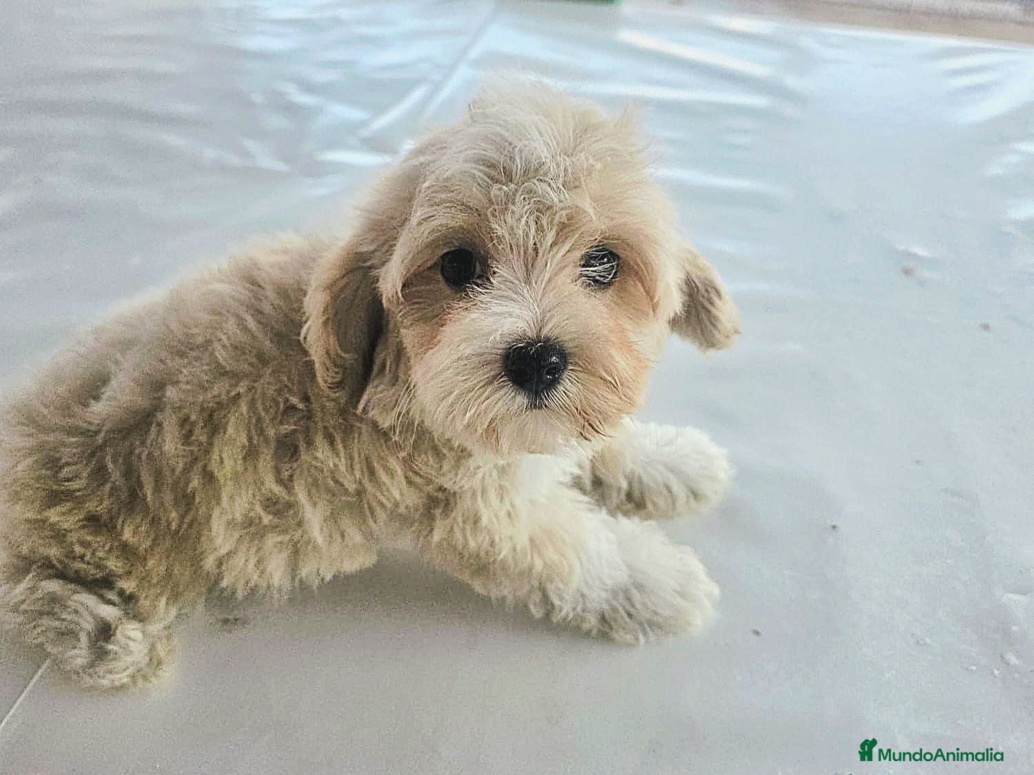 Maltipoo perros Cachorrito maltipoo - Anuncio 1