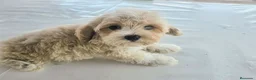 Maltipoo perros en venta: Cachorrito maltipoo - Anuncio 1