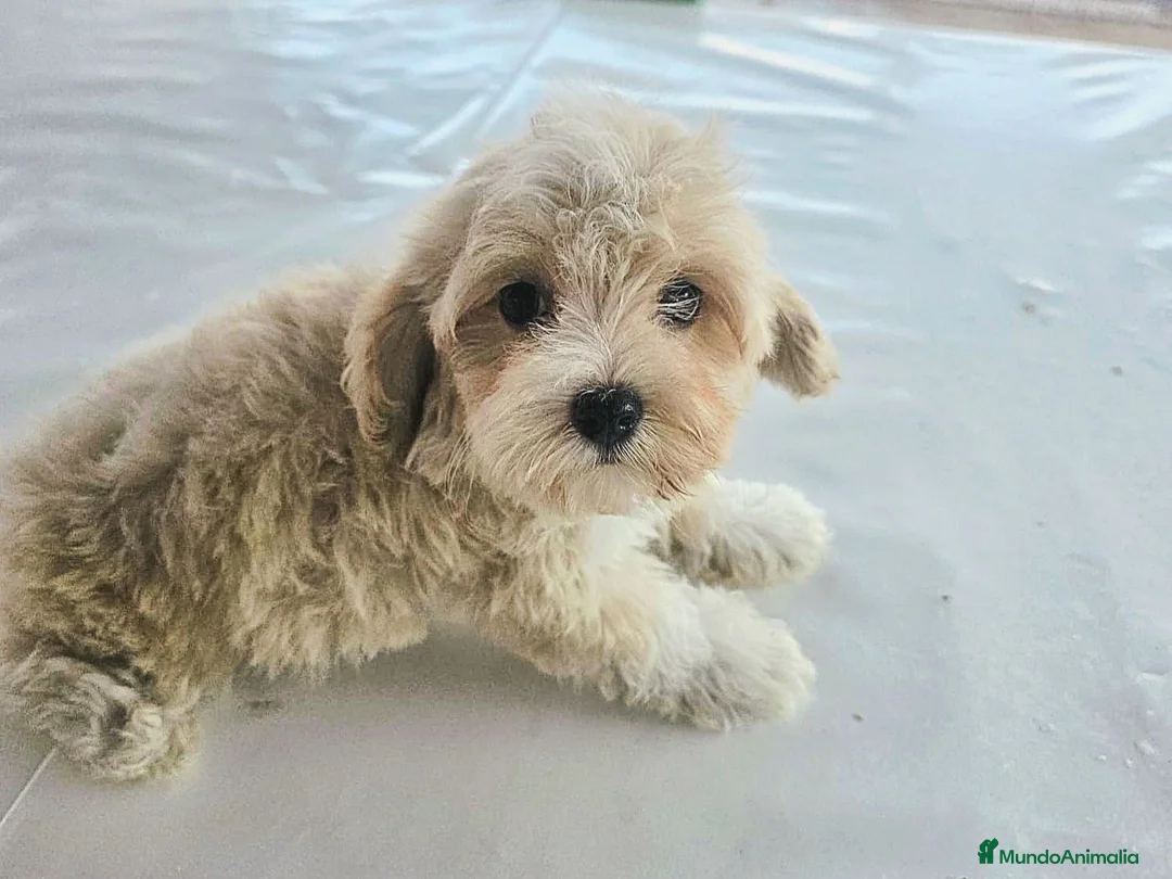 Maltipoo perros en venta: Cachorrito maltipoo - Anuncio 1