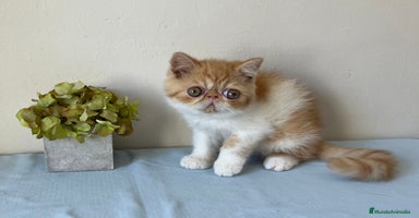 Exótico de Pelo Corto gatos en Girona - Anuncio 1