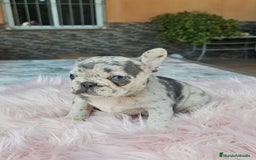 Bulldog Francés perros en venta: Bulldog francés merle - Imagen 2