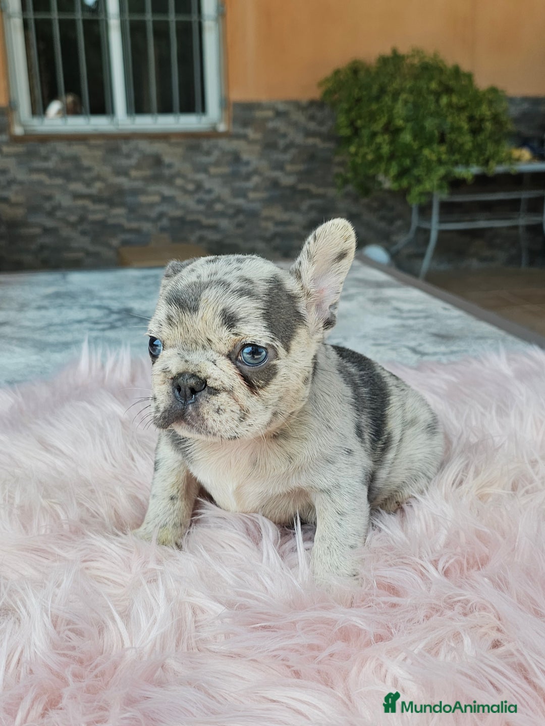 Bulldog Francés perros en venta: Bulldog francés merle - Imagen 2
