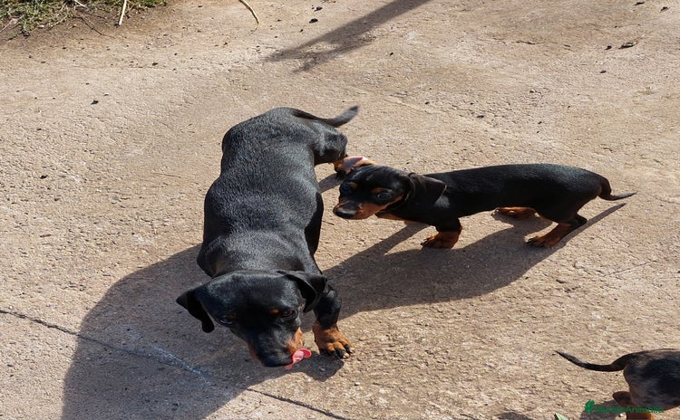 Teckel Miniatura perros - Anuncio 1