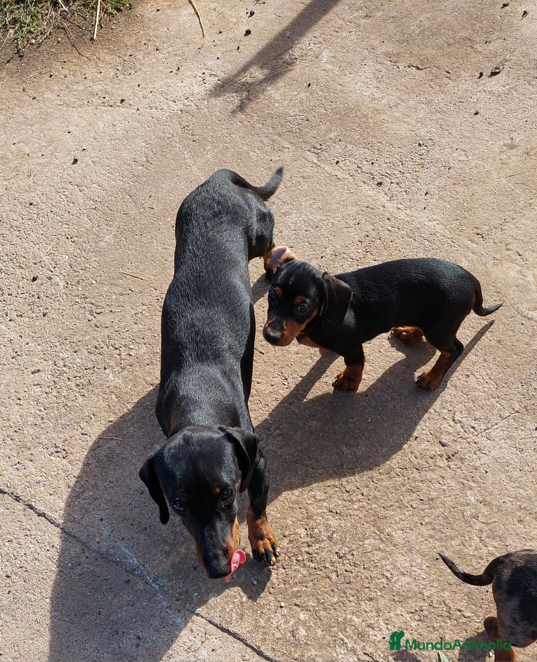 Teckel Miniatura perros en venta: Hembrita de teckel miniatura - Imagen 1