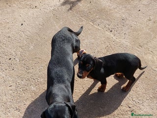 Teckel Miniatura perros - Anuncio 1