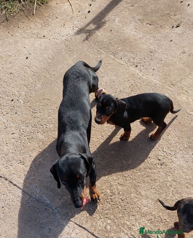 Teckel Miniatura perros - Anuncio 1