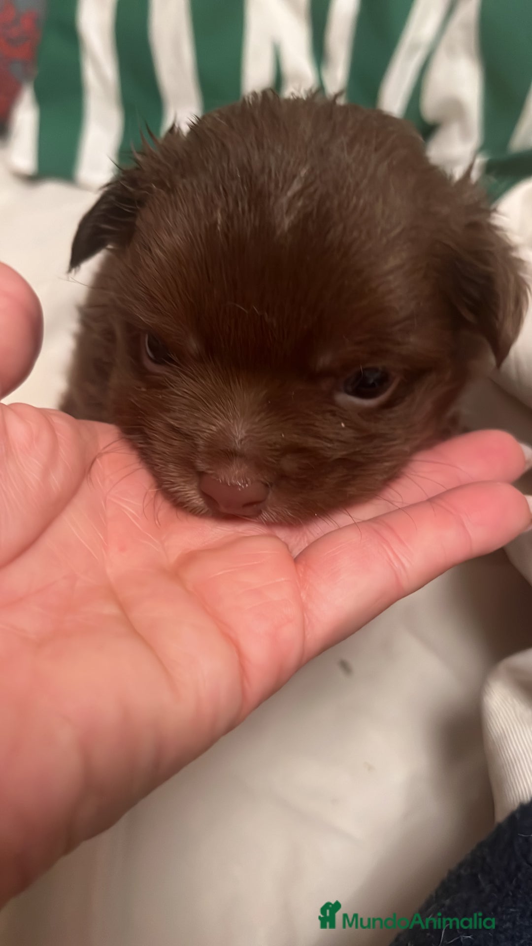 Chihuahua perros en venta: Chihuhua macho - Anuncio 3