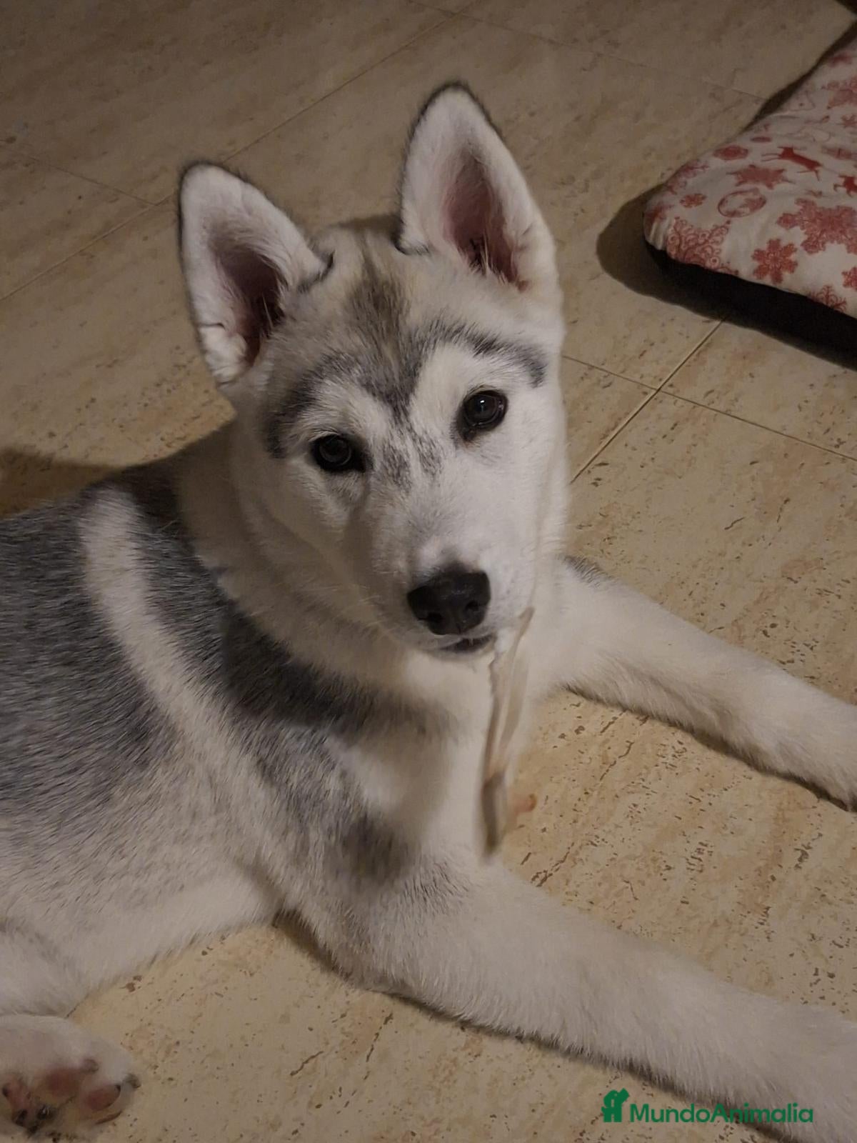 Husky Siberiano perros Husky siberiano  - Anuncio 1