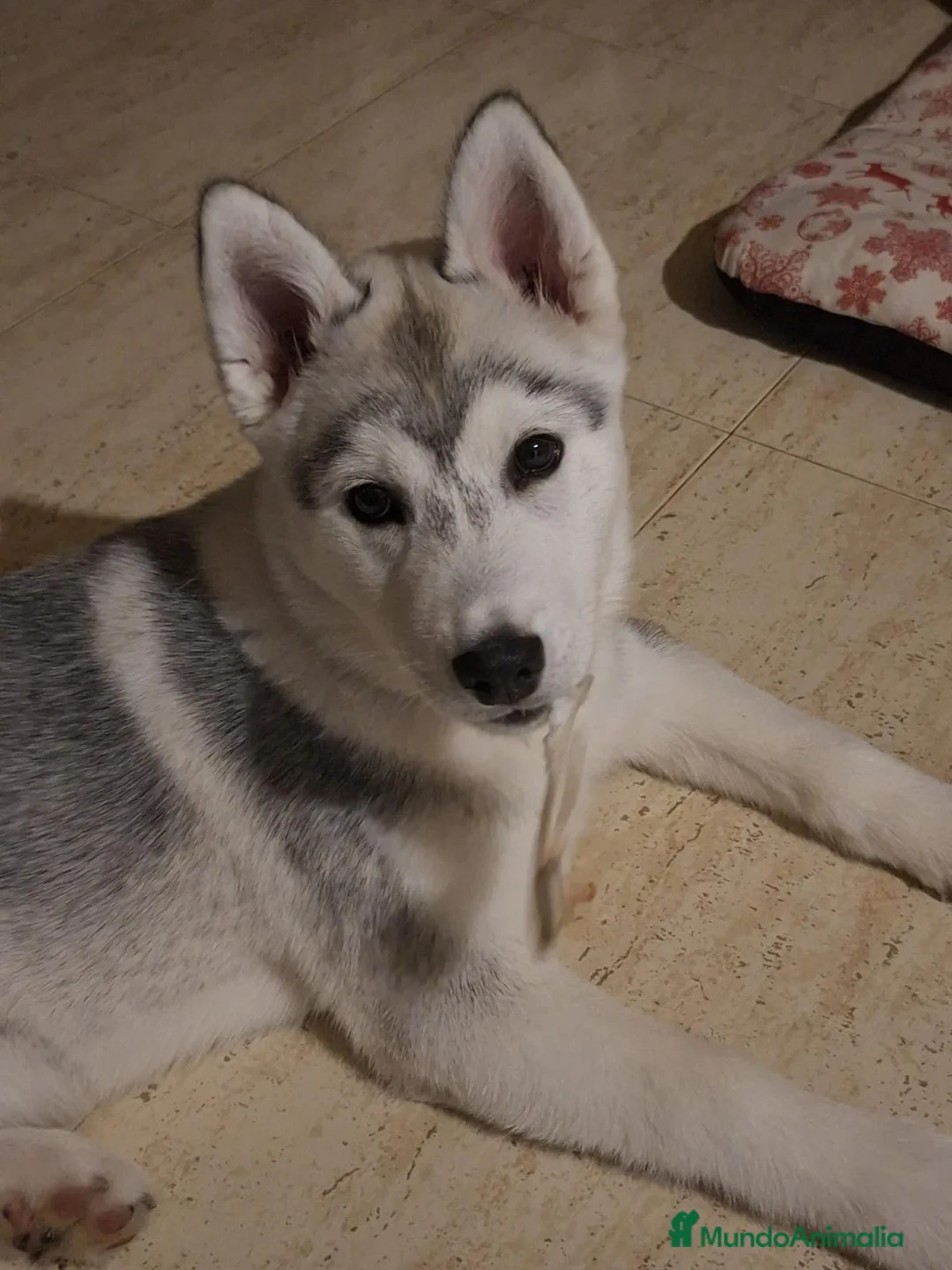 Husky Siberiano perros en venta: Husky siberiano  - Anuncio 1