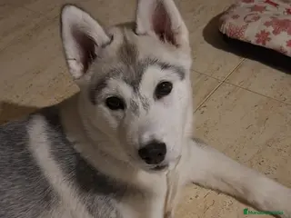 Husky Siberiano perros Husky siberiano - Anuncio 1