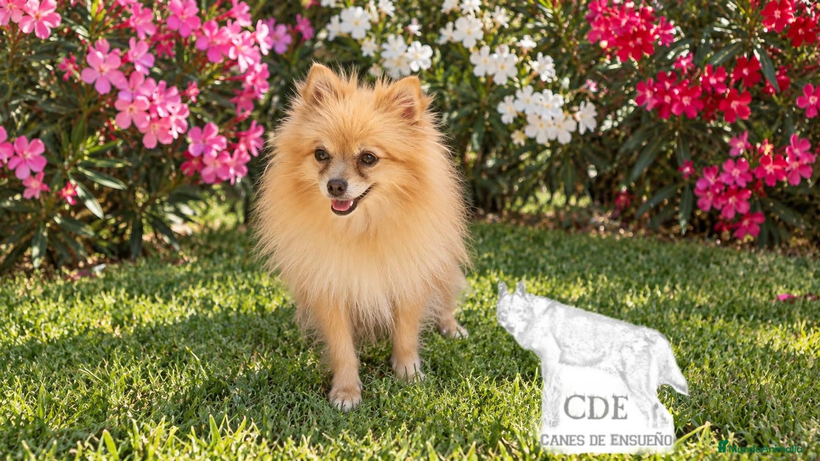 Pomerania perros Crema,pomerania toy tamaño garantizado  - Anuncio 1