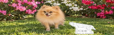 Pomerania 1