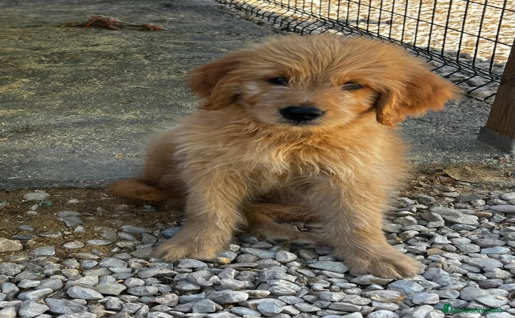 Goldendoodle perros - Anuncio 1