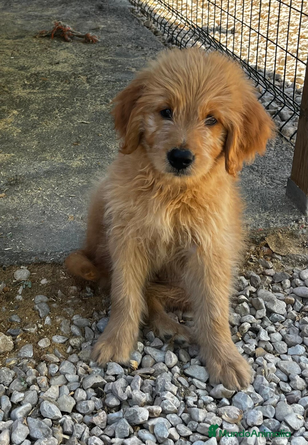 Goldendoodle perros en venta: Goldendoodle  - Imagen 1
