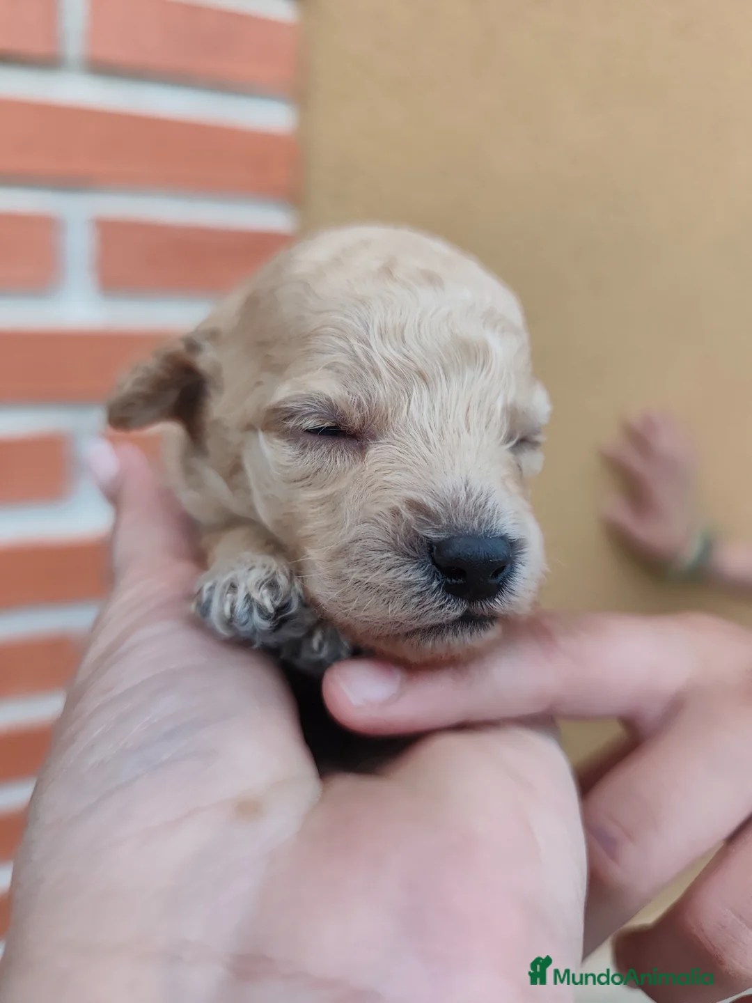 Caniche Toy perros en venta: Pareja apricot listos para entregar en Madrid - Anuncio 2