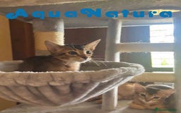 Abisinio gatos en venta: Camada Abisinio de Santa AQUANATURA - Imagen 4