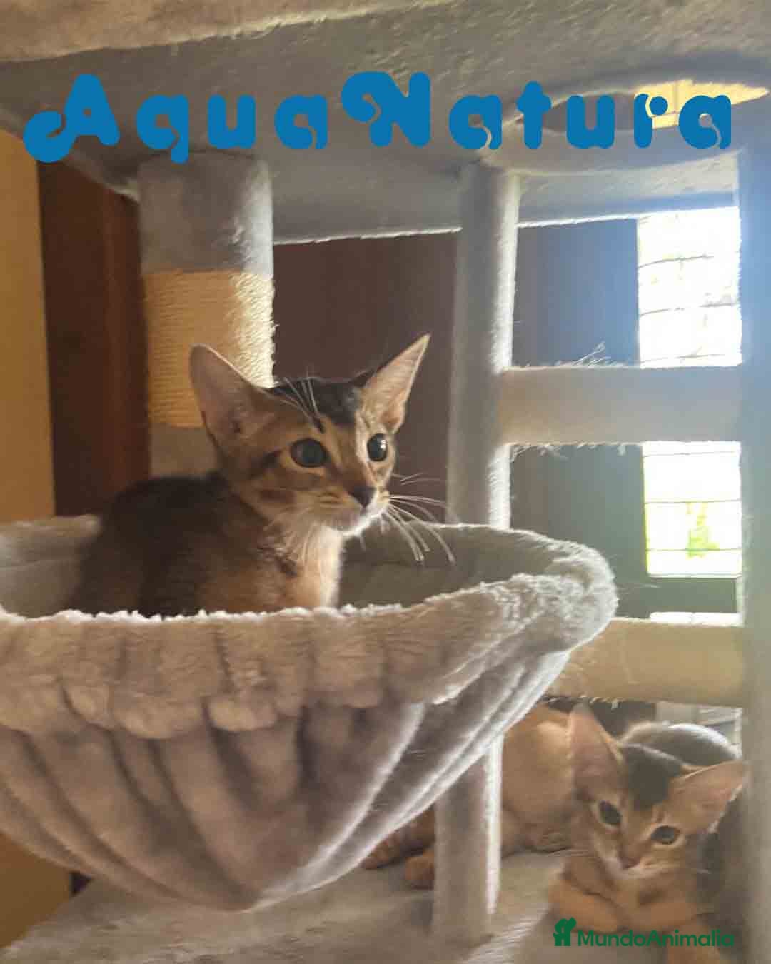 Abisinio gatos en venta: Camada Abisinio de Santa AQUANATURA - Imagen 4