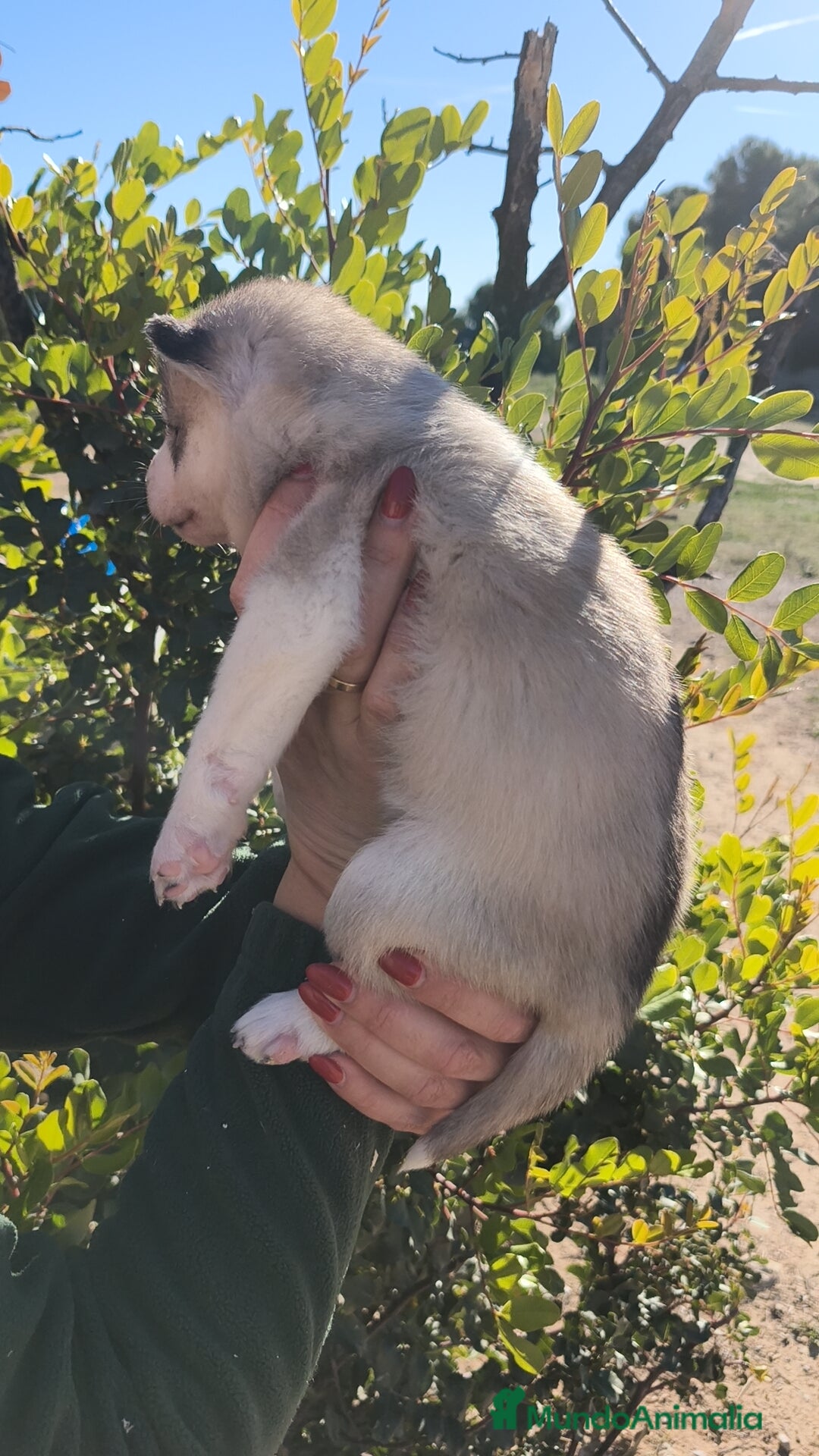 Husky Siberiano perros en venta: Husky SIBERIANO  - Anuncio 7