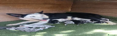 Border Collie 3