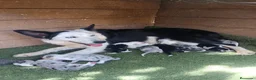 Border Collie perros en venta: Border collie  - Anuncio 9