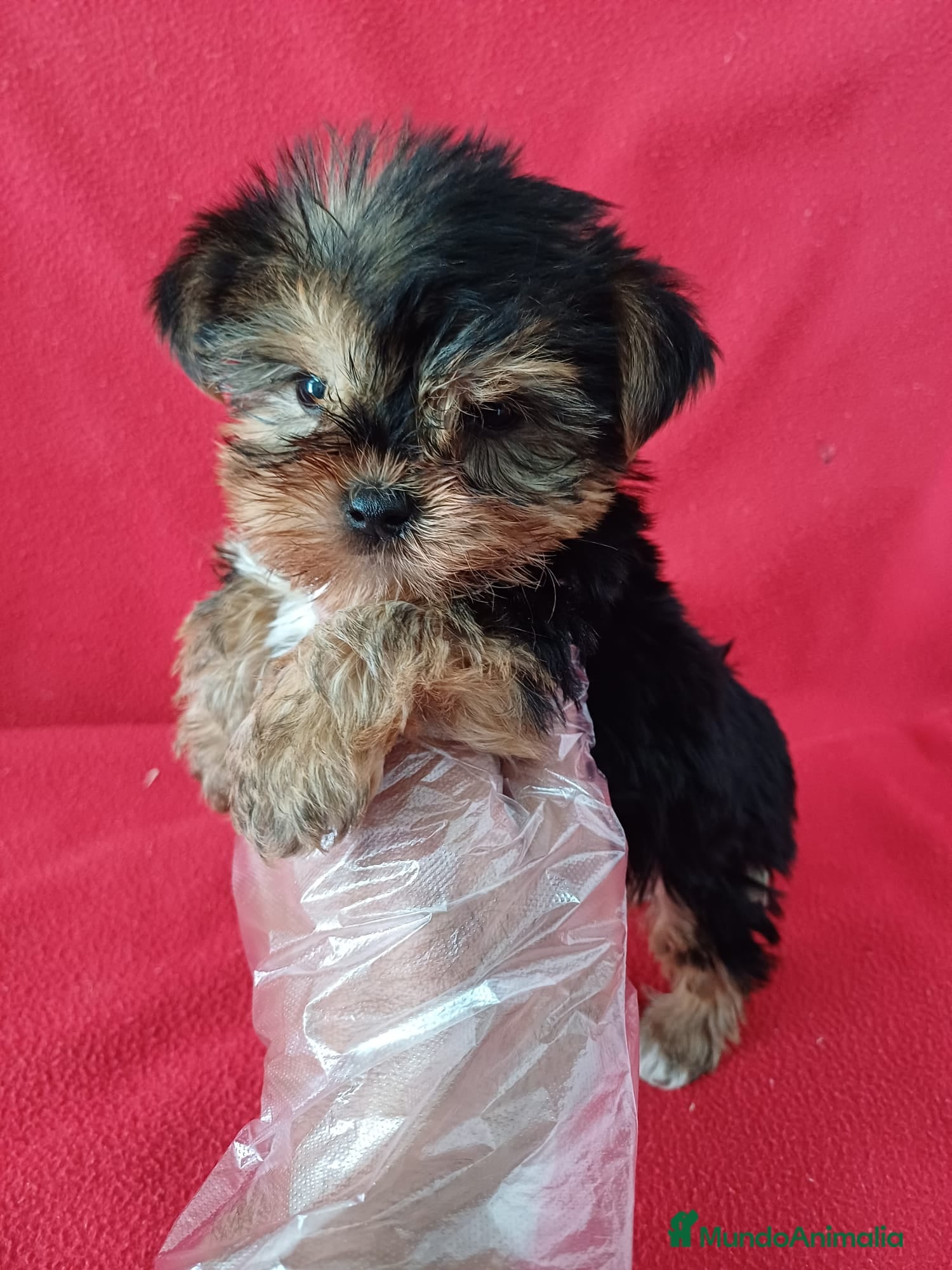Yorkshire Terrier perros Yorkshire Terrier Mini  - Anuncio 1