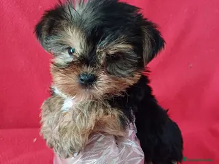 Yorkshire Terrier perros Yorkshire Terrier Mini - Anuncio 1