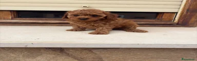 Caniche Toy 1