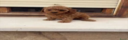 Caniche Toy perros en venta: Caniche Toy rojo - Anuncio 4