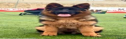 Pastor Alemán perros en venta: pastor aleman cachorros criadero garantias valenc - Anuncio 3