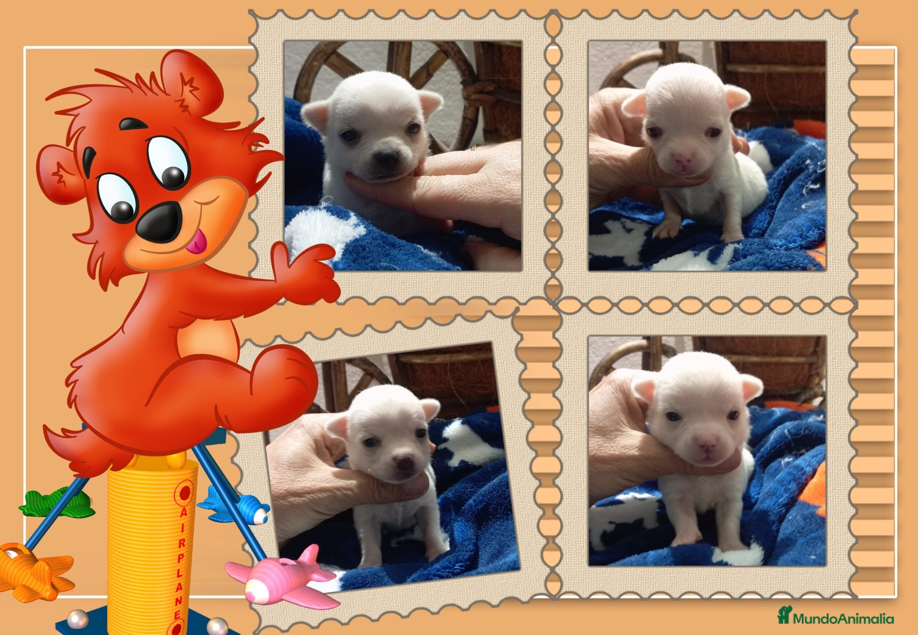 Chihuahua perros Camada familiar de chihuahua - Anuncio 3