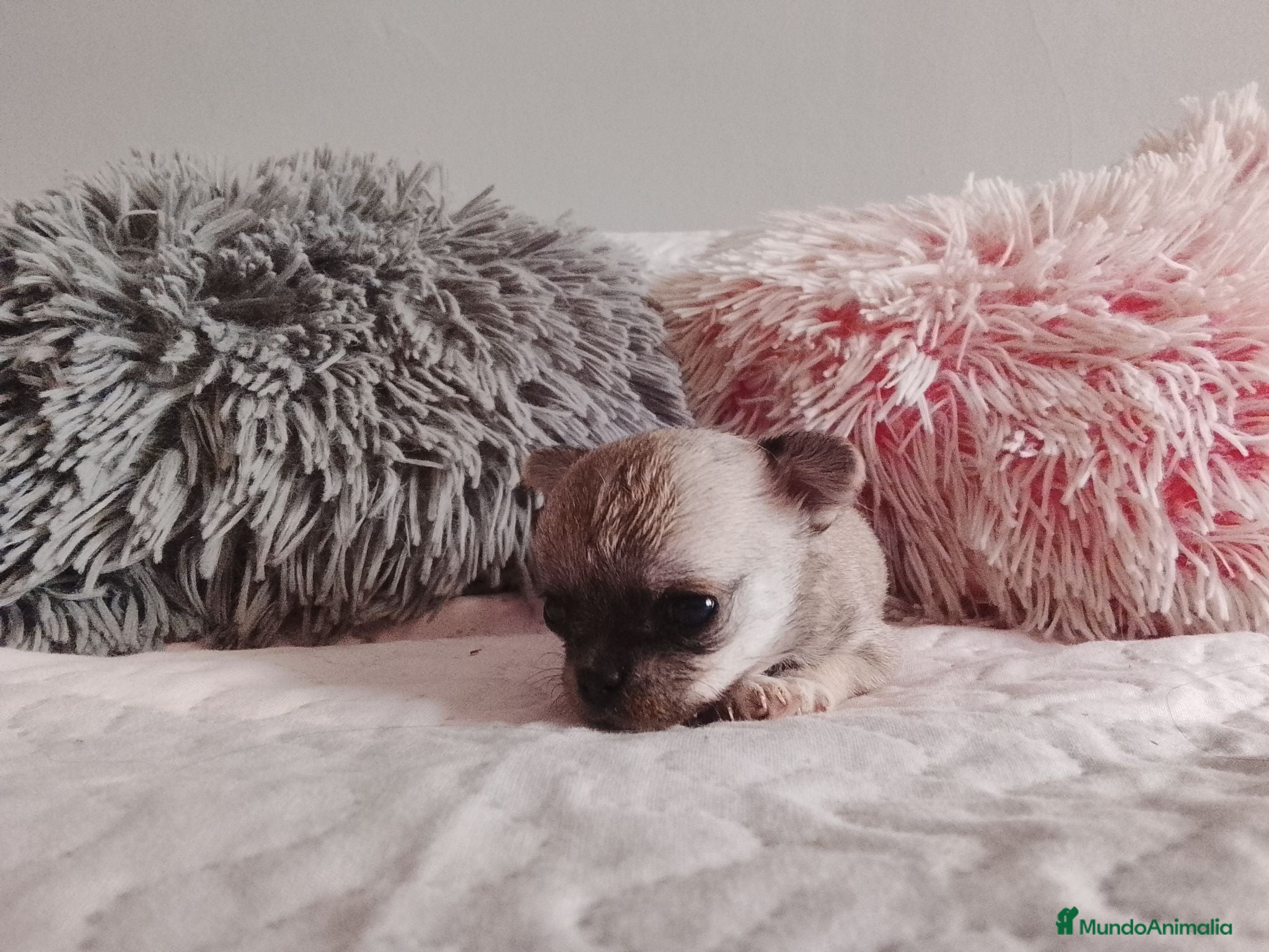 Chihuahua perros 🐶 Preciosa cachorra Chihuahua de pura raza 🐶 - Anuncio 3
