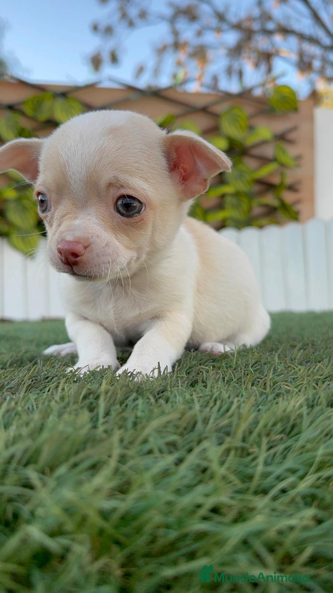 Chihuahua perros en venta: CHIHUAHUA MACHO - Anuncio 10