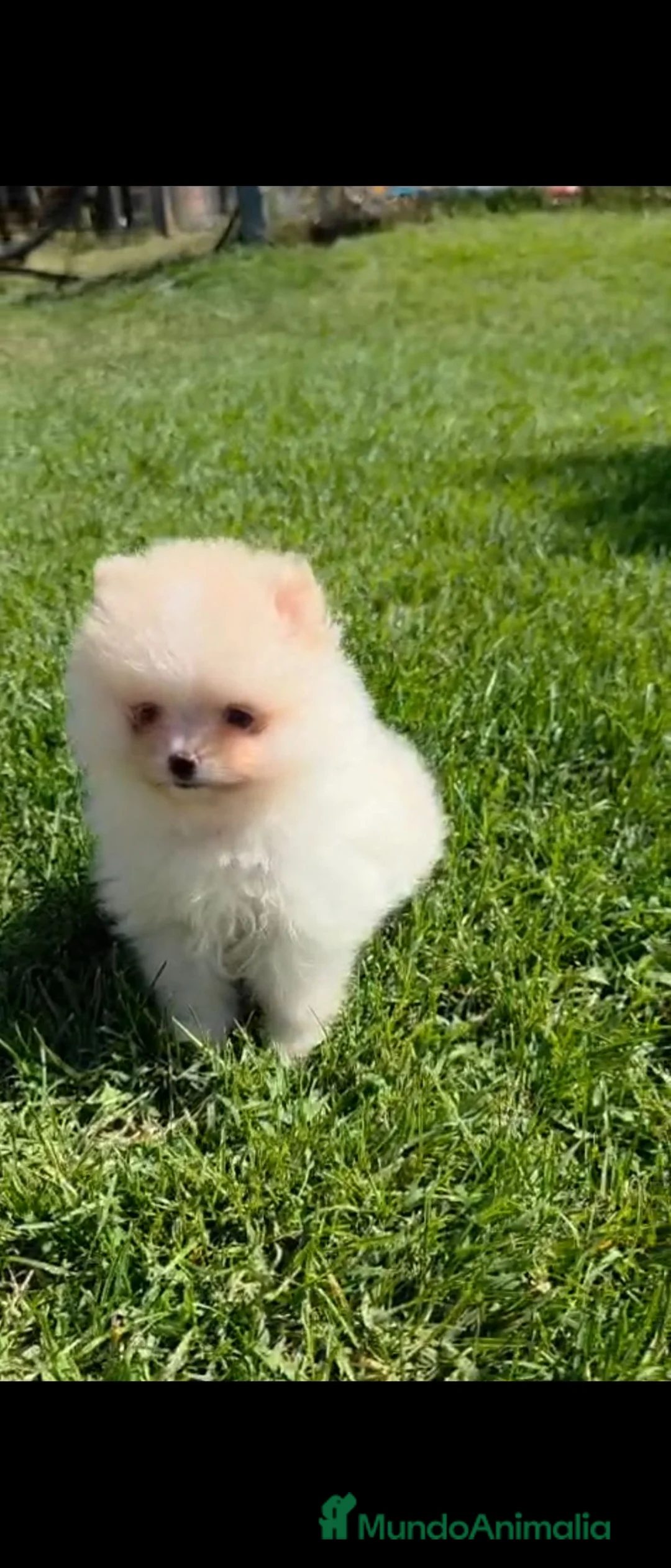 Pomerania perros en venta: Pomerania  - Anuncio 1