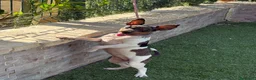 Gos Rater Valencià perros en venta: Cachorra ratonera valenciana arlequín  - Anuncio 6