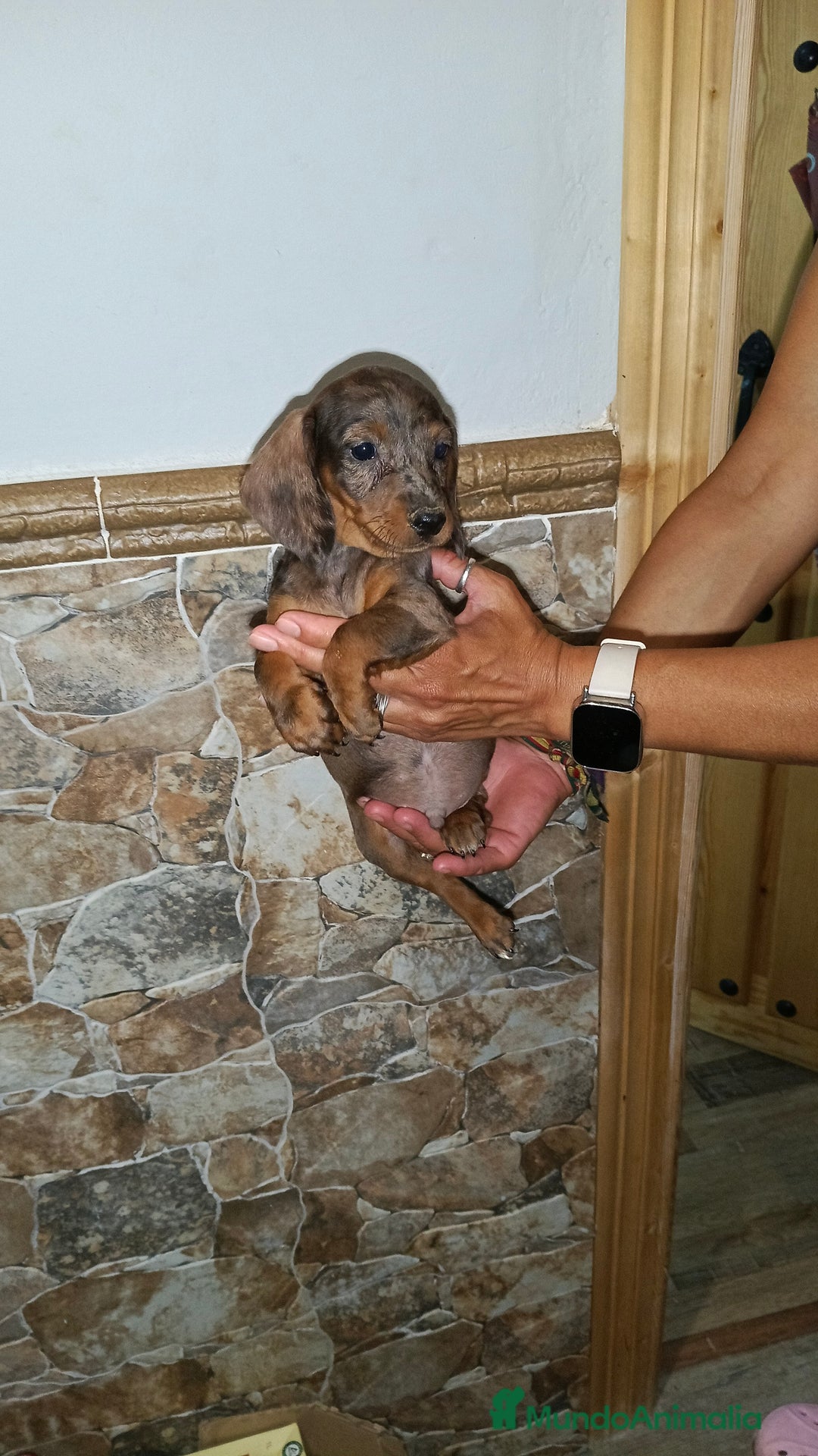 Teckel perros en venta: Teckel macho - Imagen 5