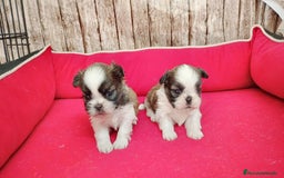 Shih Tzu perros en venta: Shih tzu - Imagen 2