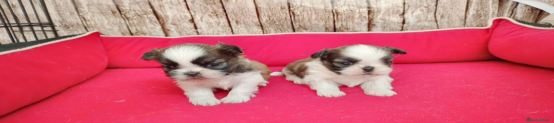 Shih Tzu Cachorro 1
