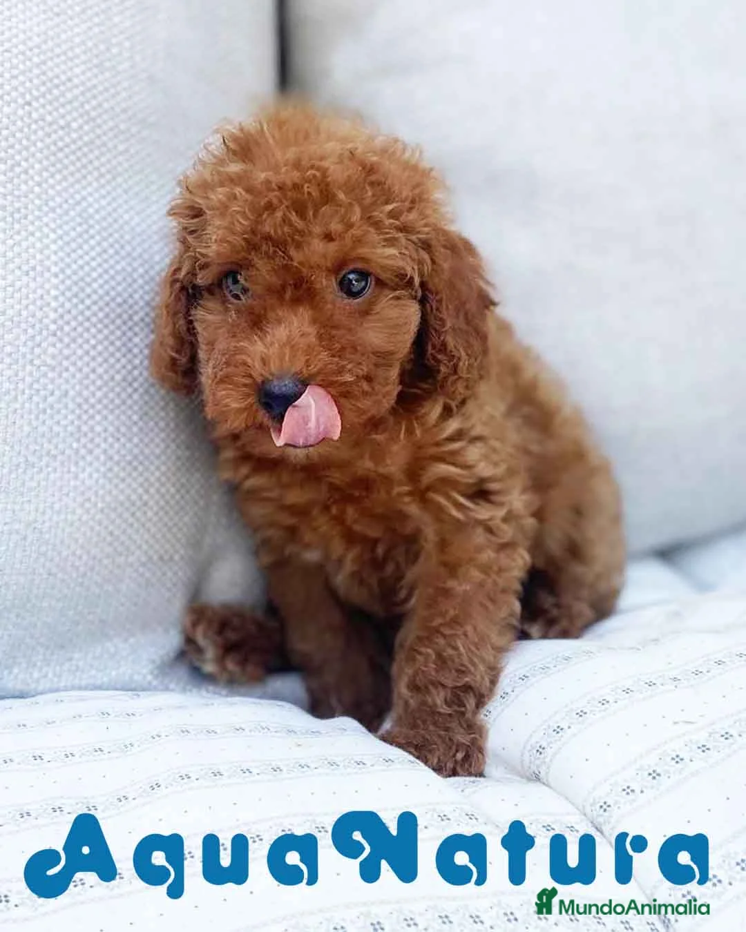 Caniche Enano perros en venta: Caniche Hembra de Barbie 6146 - AQUANATURA en Barcelona - Anuncio 1