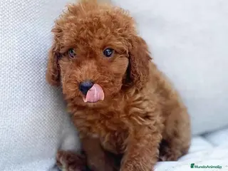 Caniche Enano perros Caniche Hembra de Barbie 6146 - AQUANATURA en Barcelona - Anuncio 33