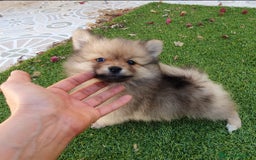 Pomerania perros en venta: Pomerania Toy - Anuncio 7