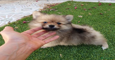 Pomerania perros - Anuncio 16